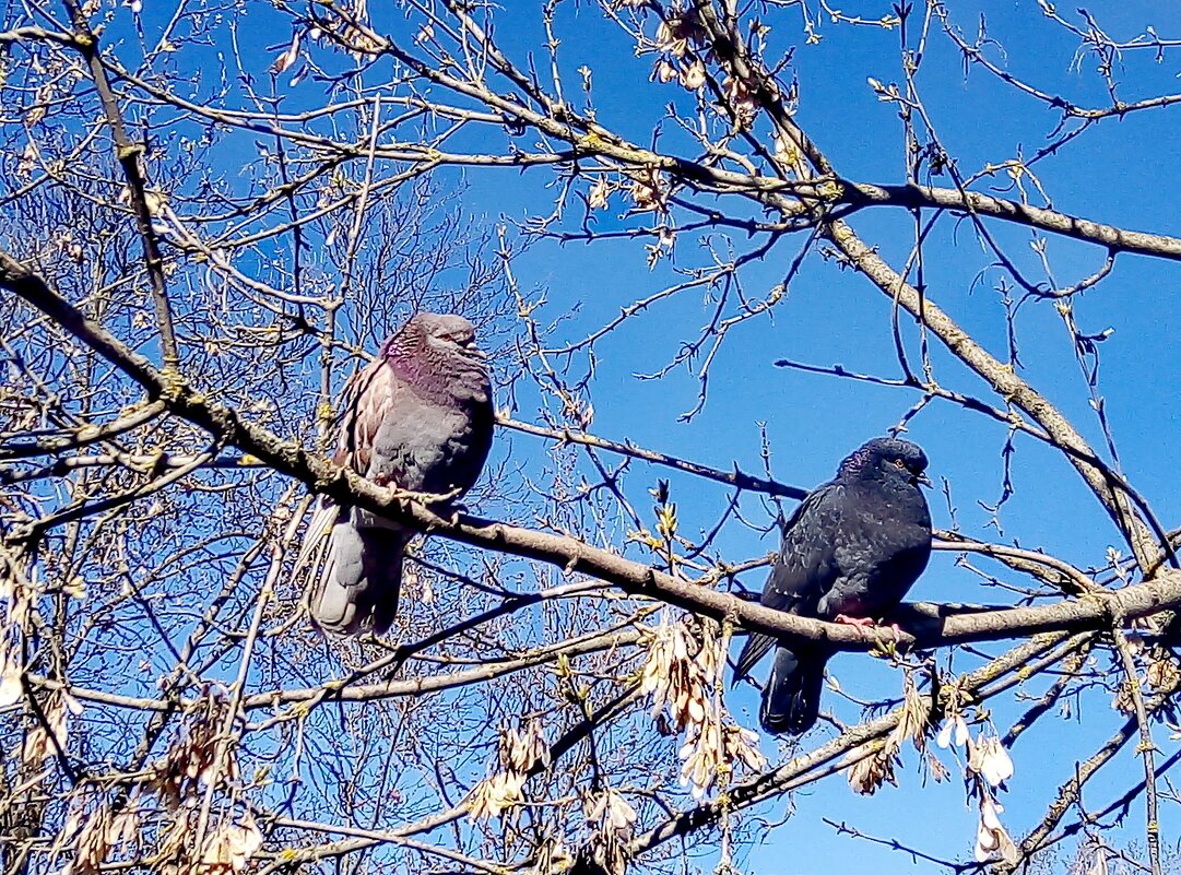 Голуби - Сергей Кочнев
