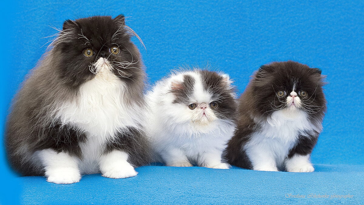 Персёрыши - Светлана Ищенко