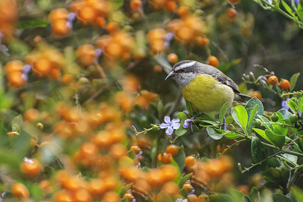 Банановый певун - Svetlana Galvez