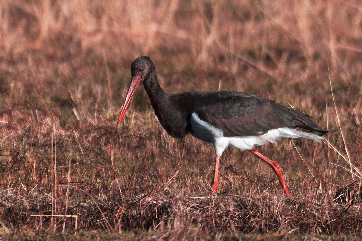 Чёрный аист - Yudong Liu