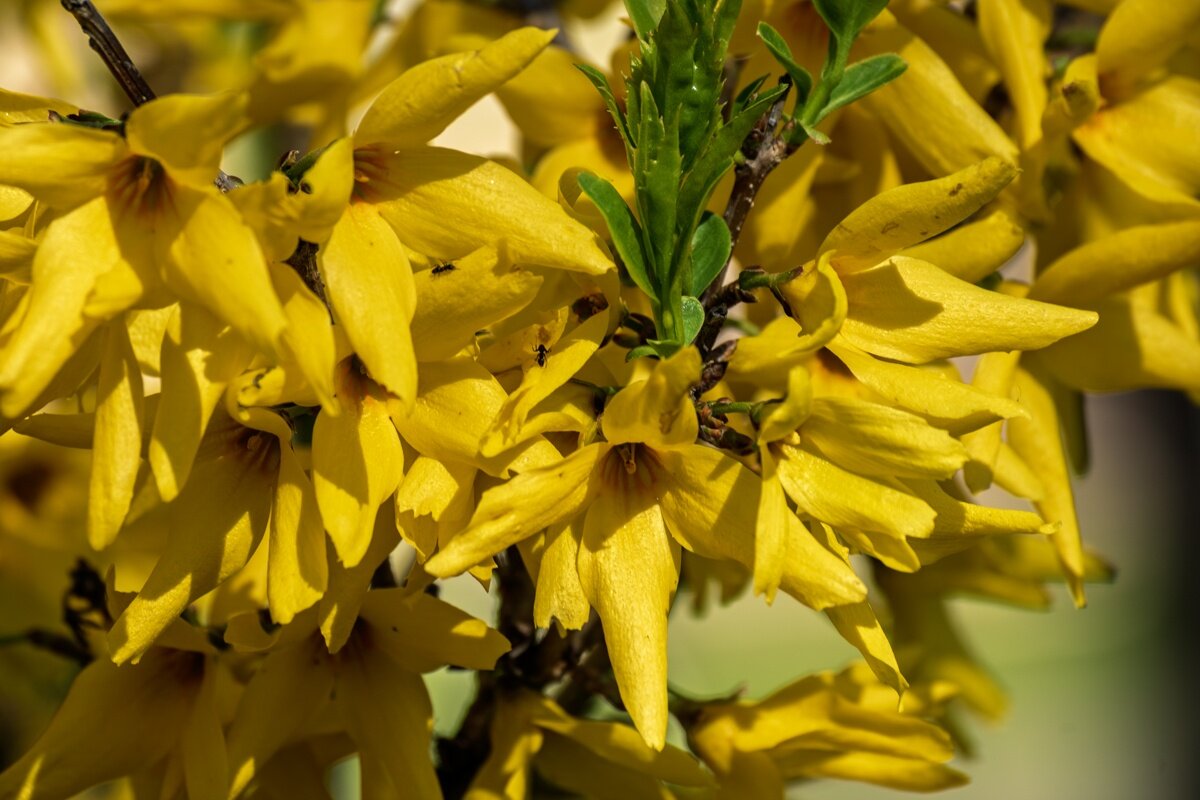 Форзиция - Игорь Сикорский