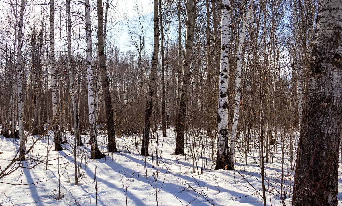 Весенний лес - Любовь Сахарова