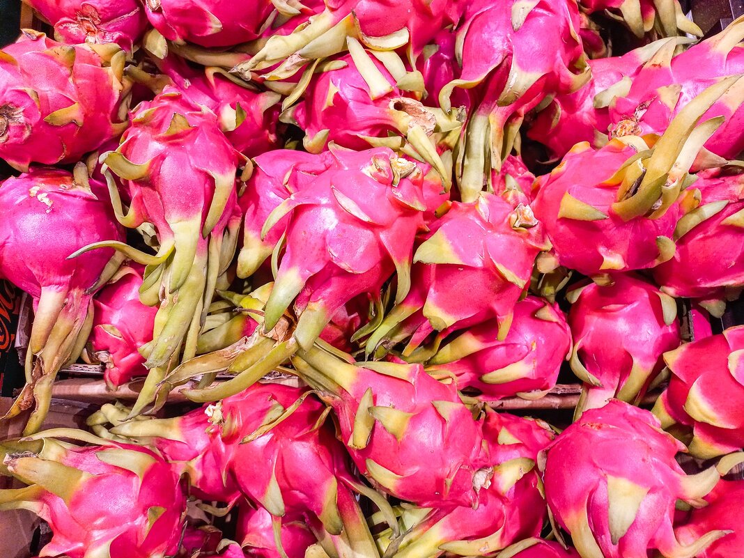 Драконий фрукт - питахайя - Валерий Иванович Драконий фрукт - питахайя - Валерий Иванович