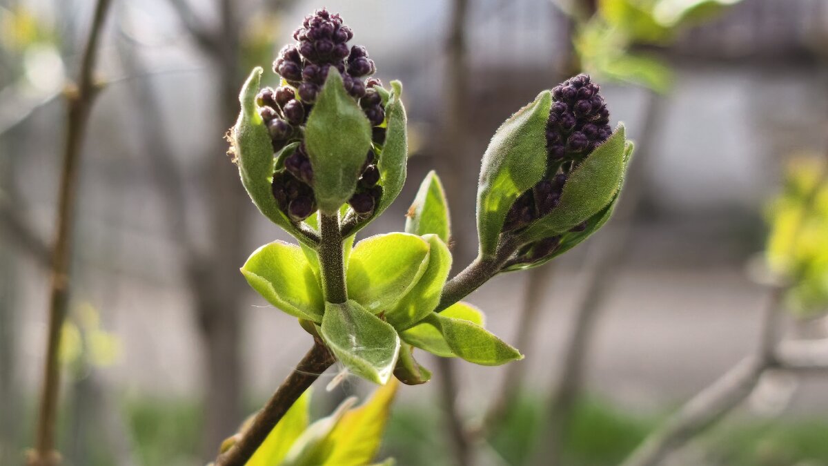 Скоро зацветёт сирень - Мариша Тим Скоро зацветёт сирень - Мариша Тим