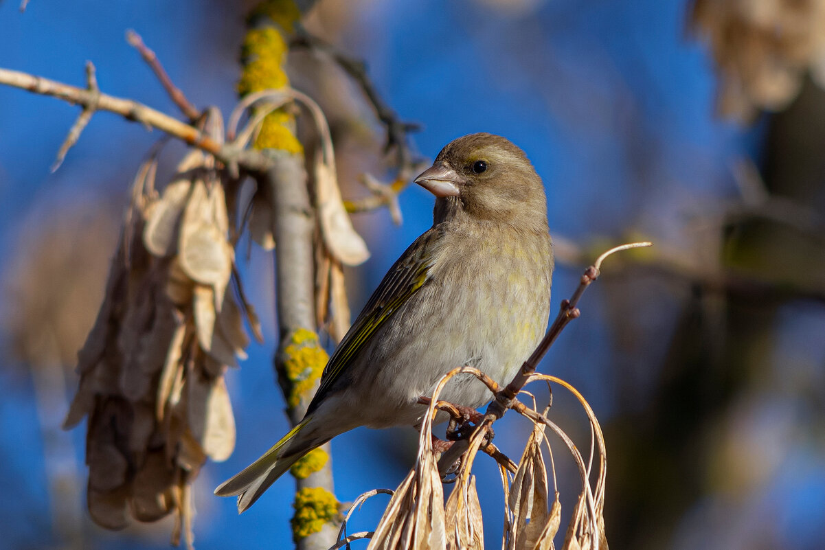 ***** - Виталий Емельянов