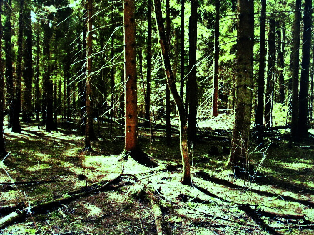 Апрельский лес - Людмила Смородинская