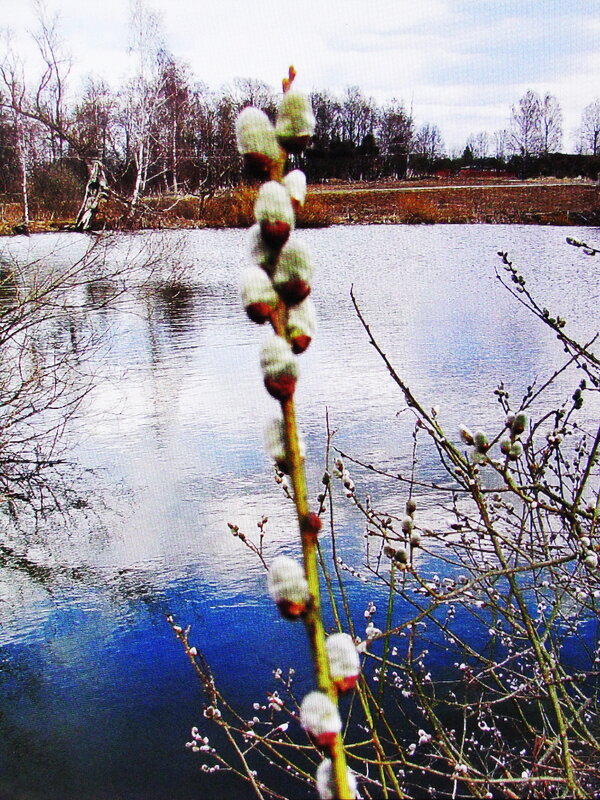 На пруду - Людмила Смородинская