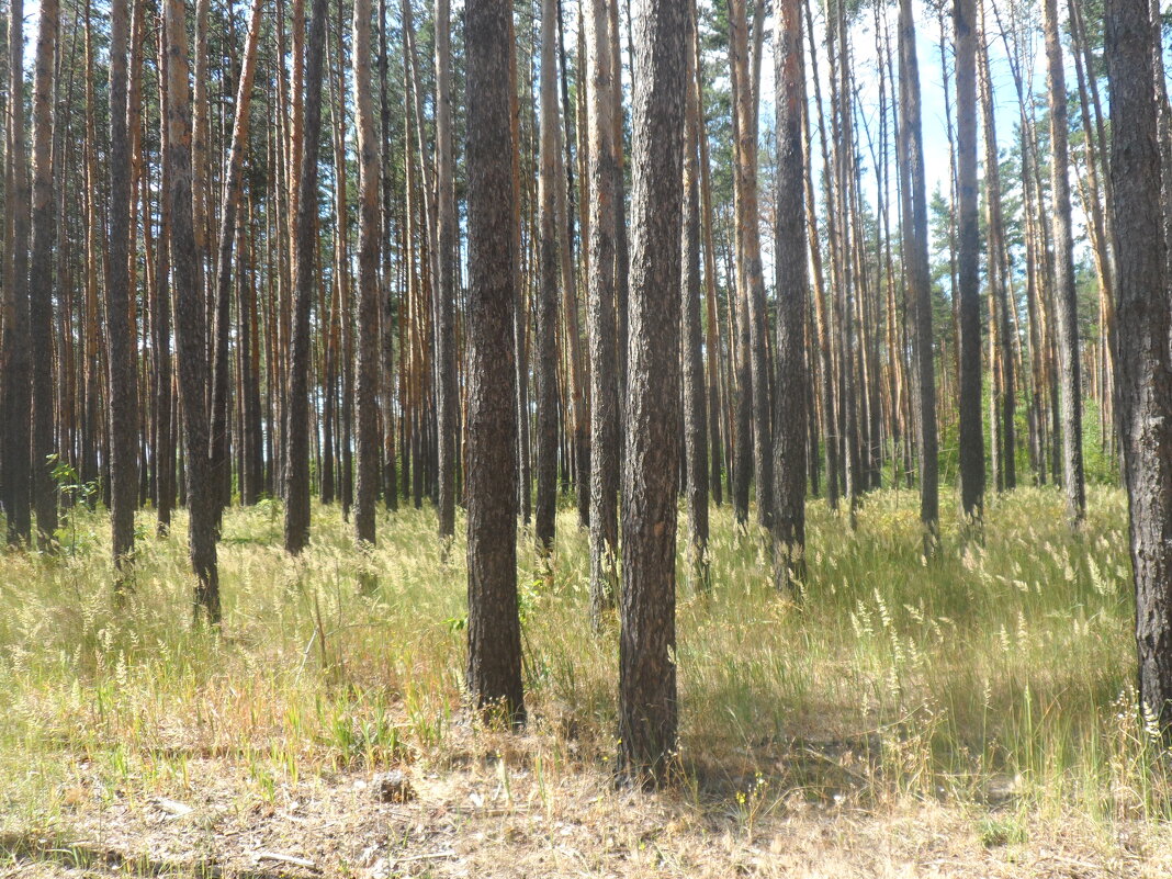 окраина Воронежа - Елена Шаламова