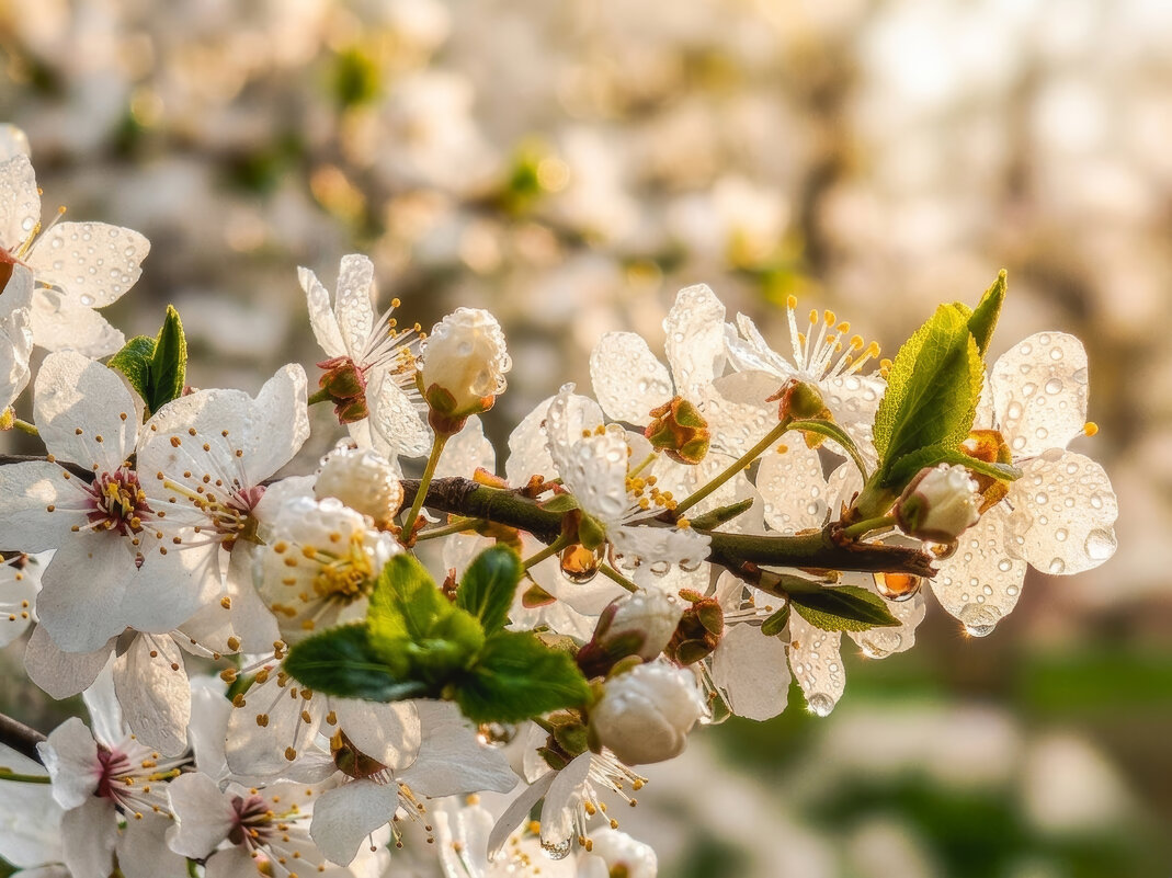 Алыча - Валерий Ткаченко