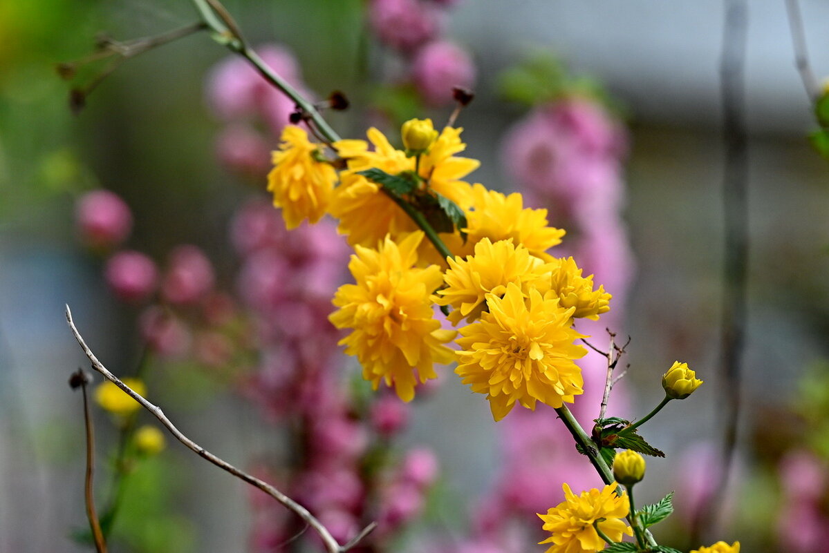 Как у дома моего... - Николай Саржанов