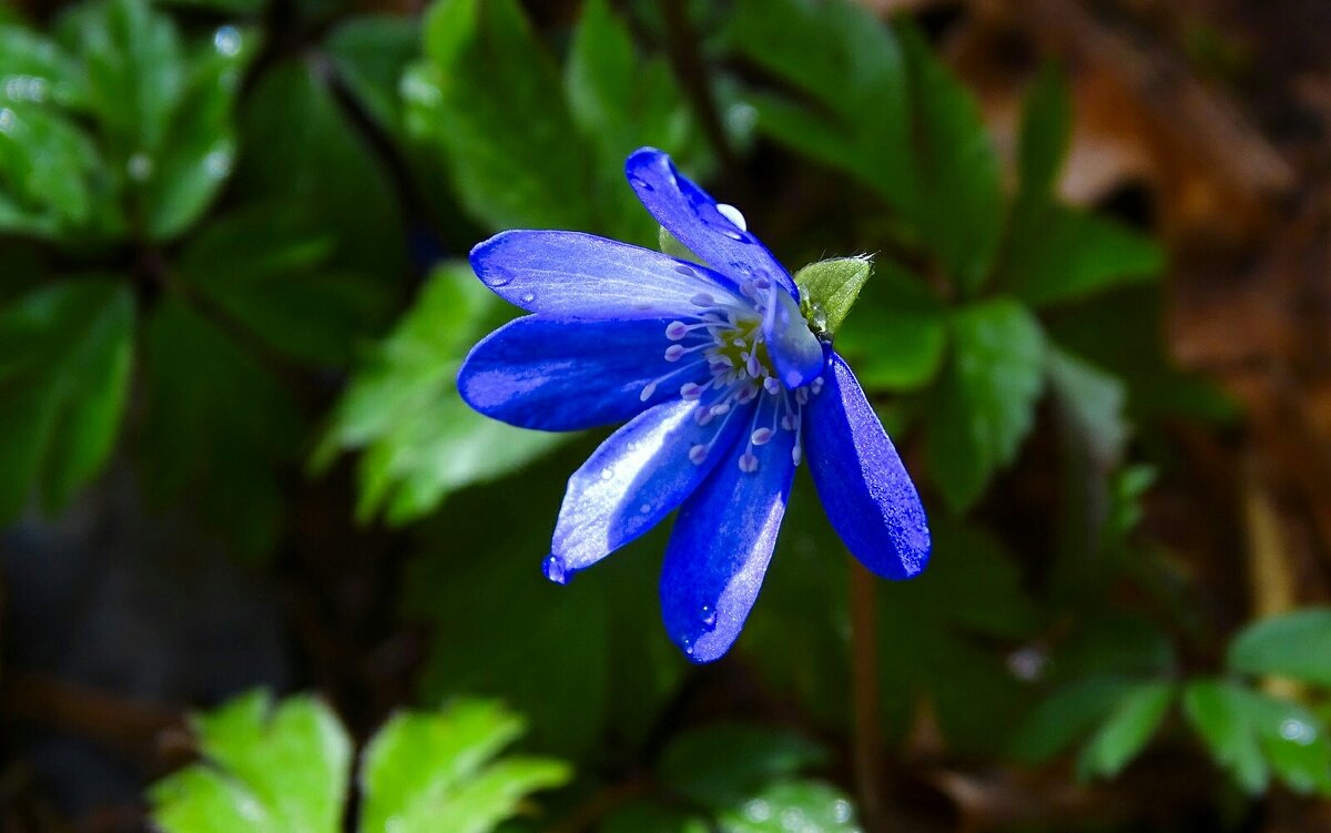 Печёночница - Милешкин Владимир Алексеевич 