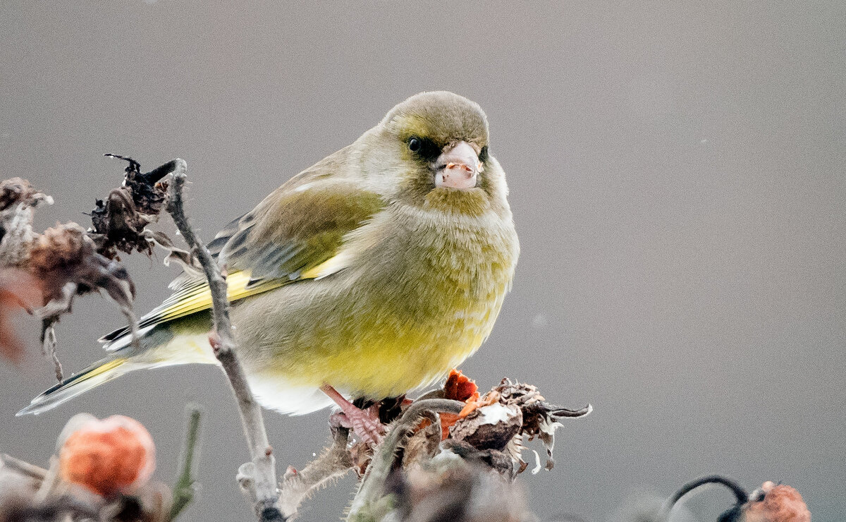 Зеленушка. - Владимир Безбородов