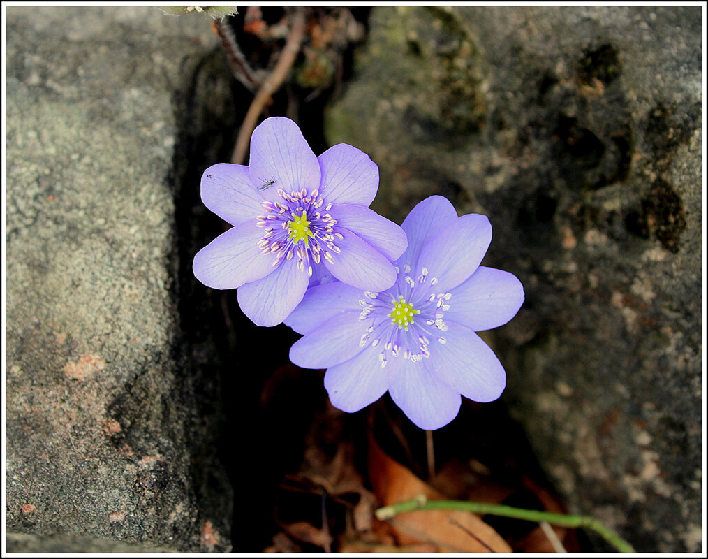 С печоночницей - Aleksandr Gal