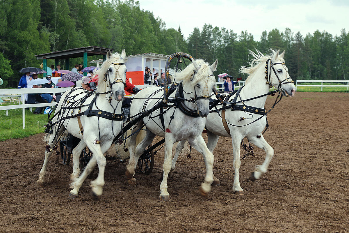 Тройка на вираже - Сергей Сомихин