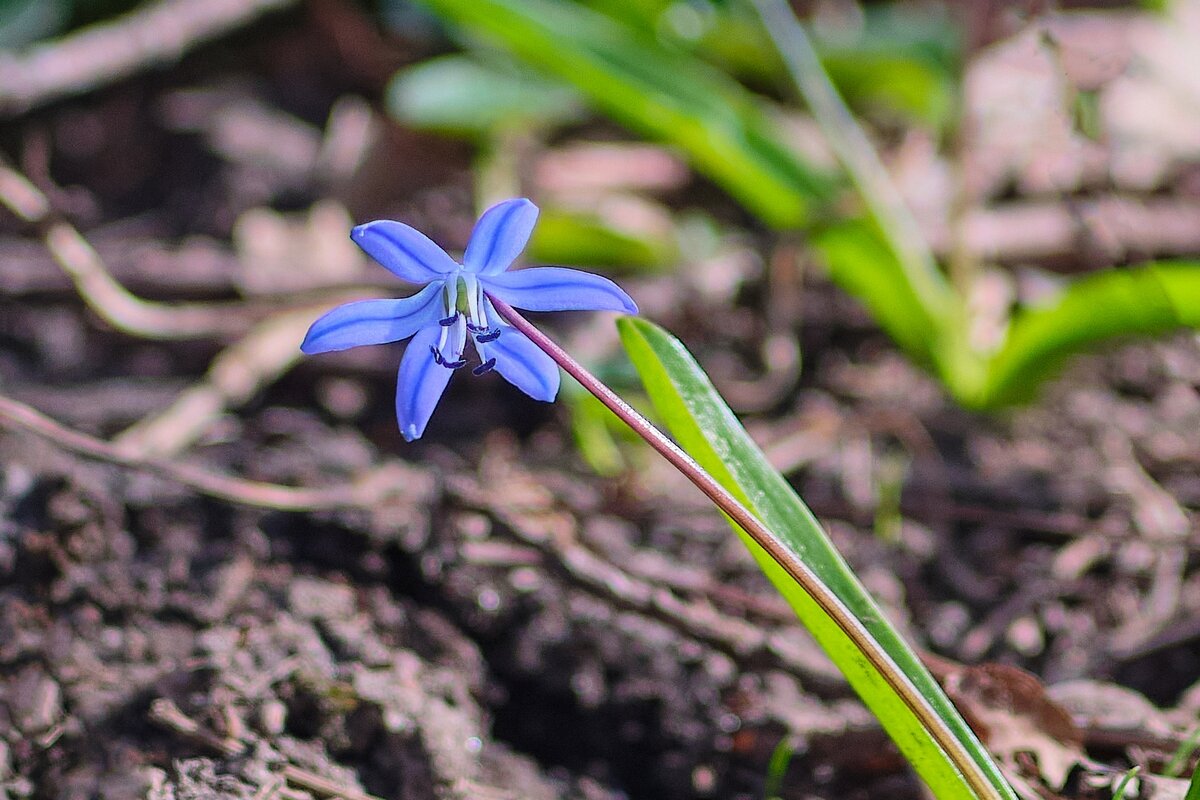 Весенняя красота ... - Ravile 