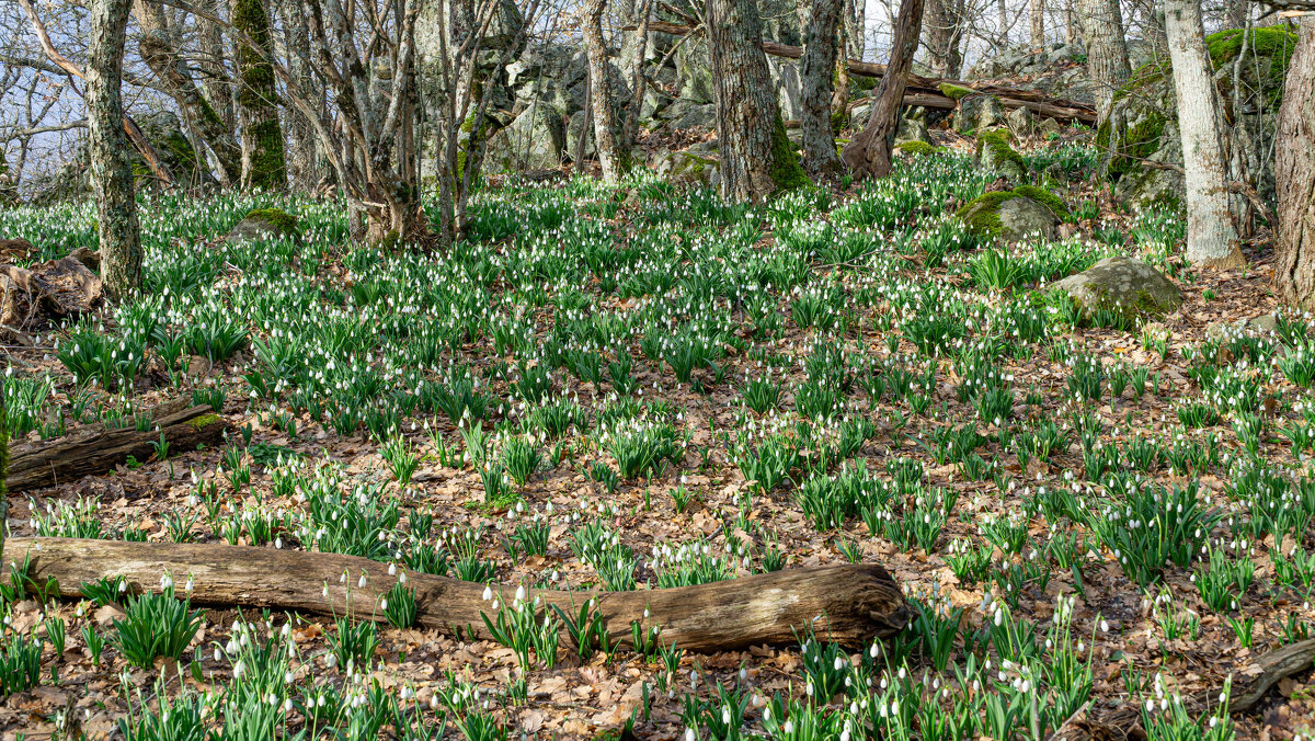 Подснежники Аю Дага - Павел © Смирнов Подснежники Аю Дага - Павел © Смирнов