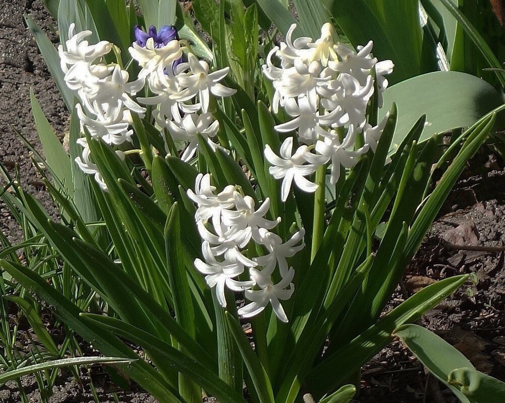 Гиацинт - Рита Симонова Гиацинт - Рита Симонова