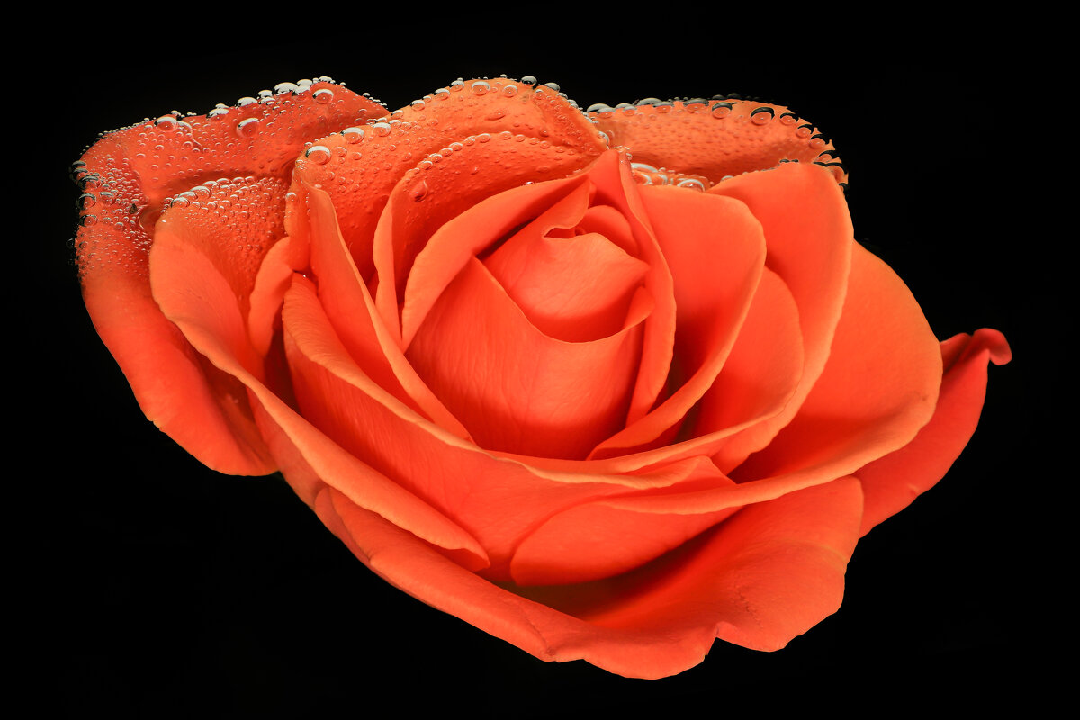 Роза в воде - Игорь Шевченко Роза в воде - Игорь Шевченко