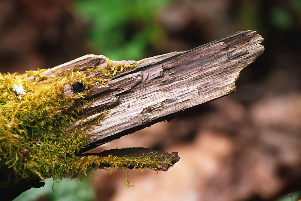 *** - Алексей Смирнов