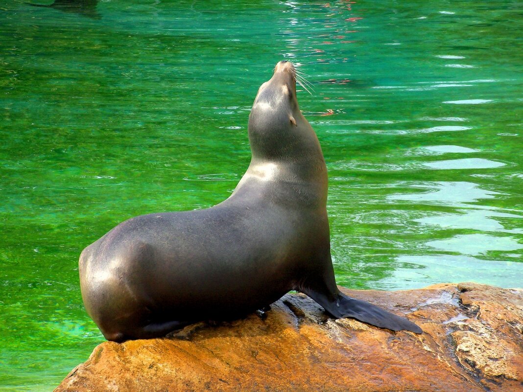 Морской котик - Сергей Карачин