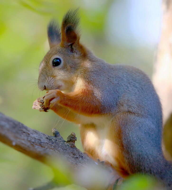 лучи золотые... - Andrey Bragin лучи золотые... - Andrey Bragin