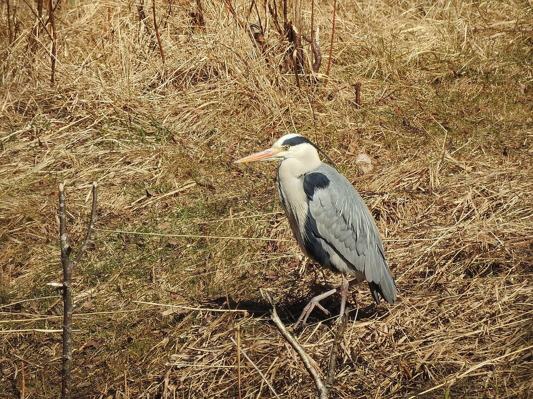 весенние зарисовки - ИННА ПОРОХОВА