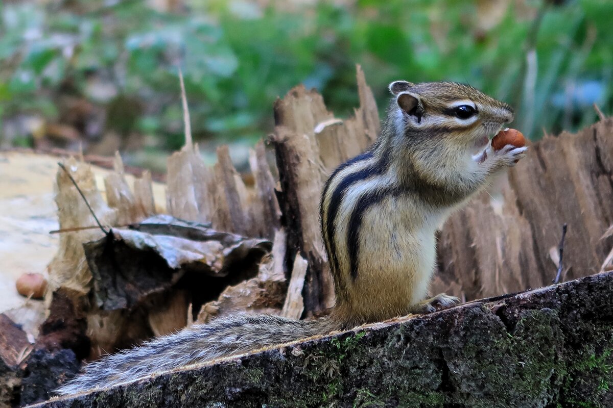 Вкусный гостинец - Галина Козлова 