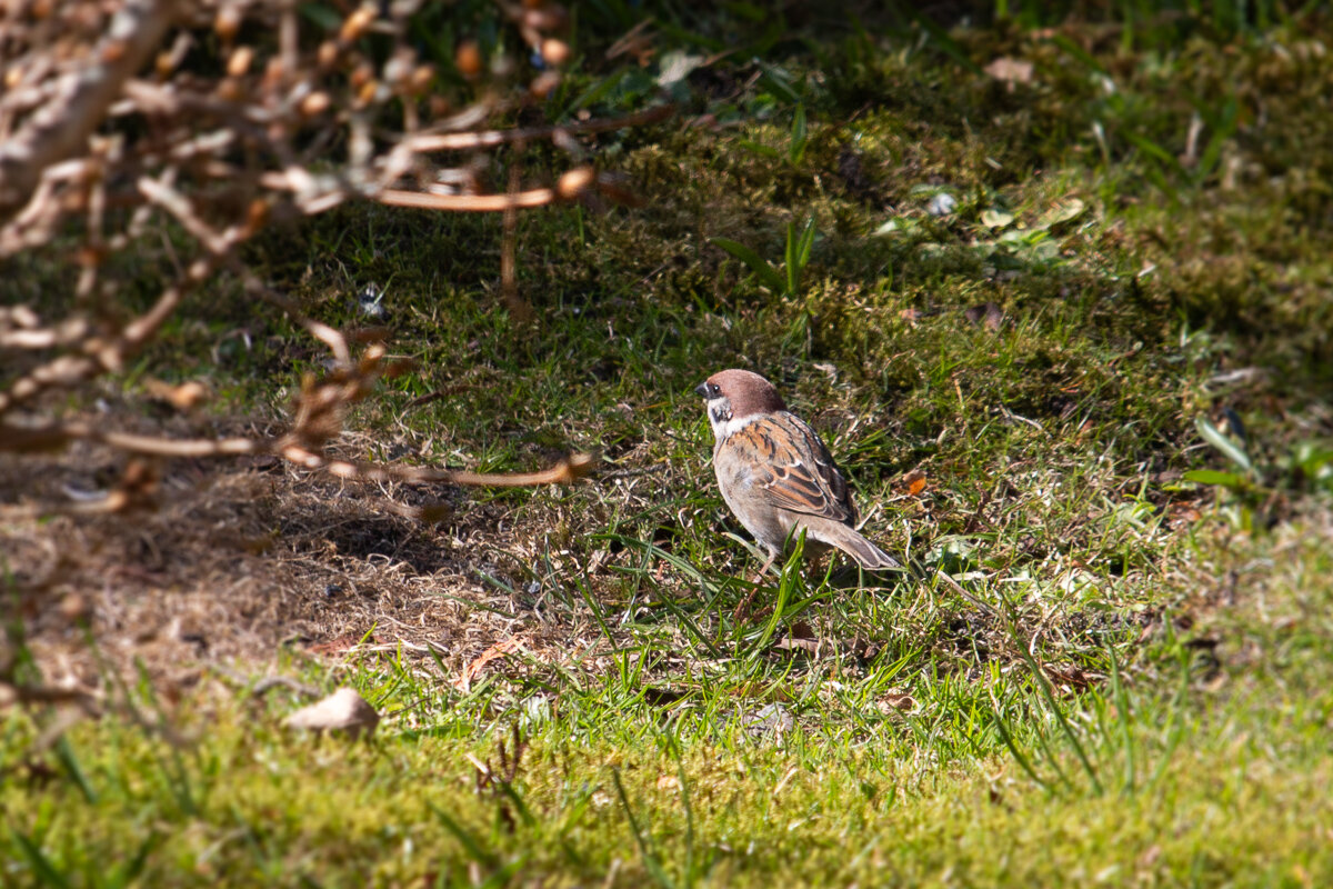 Воробей - Геннадий Порохов