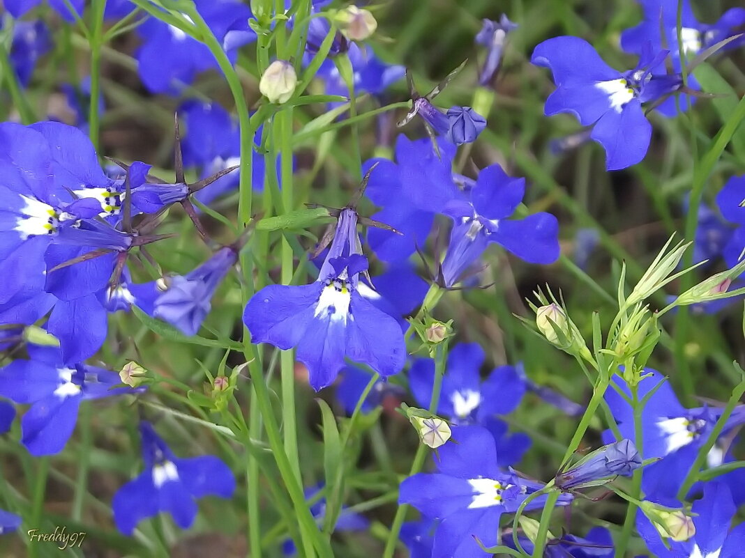 Лобелия - Freddy 97