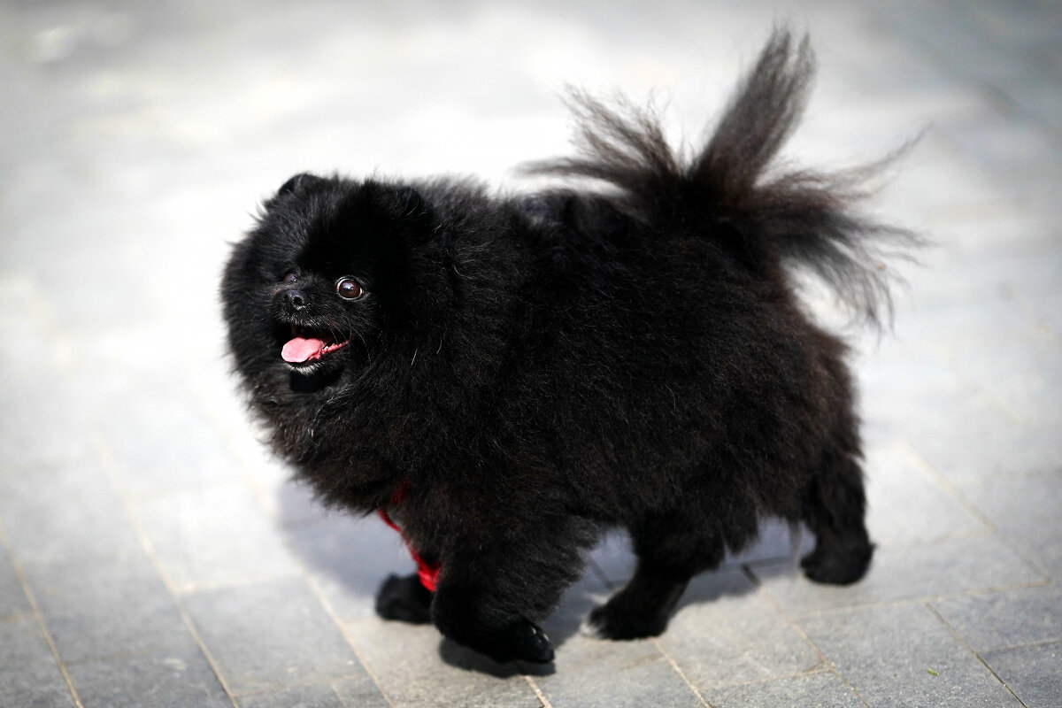 ... - Владимир Салапонов