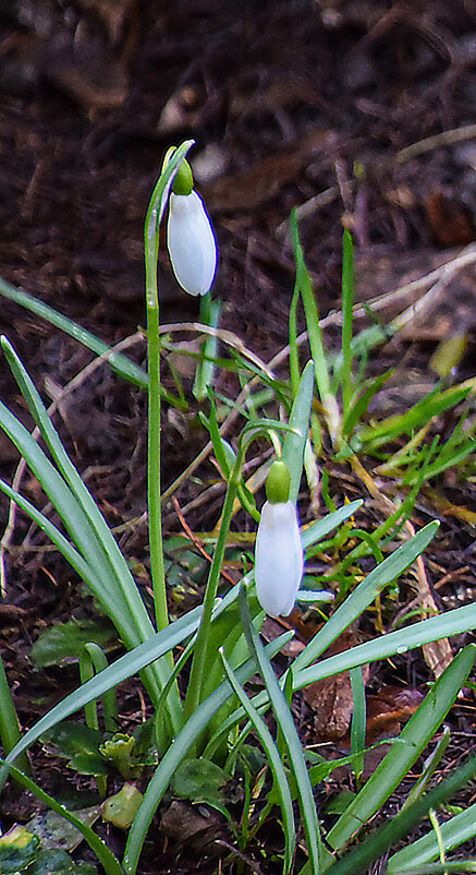 Подснежник Галантус - Олег 