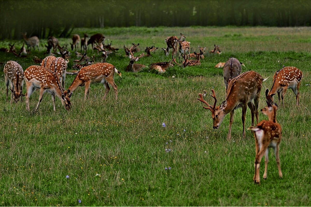 ...лесной позитив - Георгий Никонов