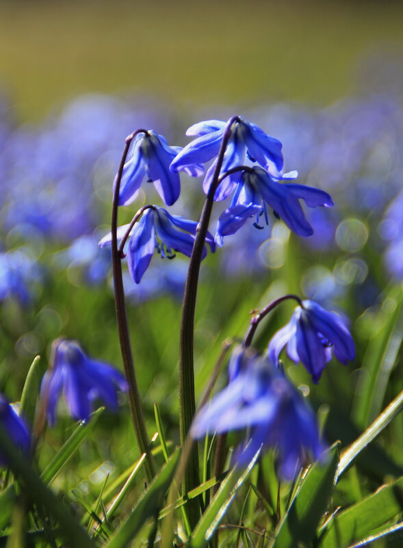 Засинело небо, в крошечных бутонах.. - Татьян@ Ивановна