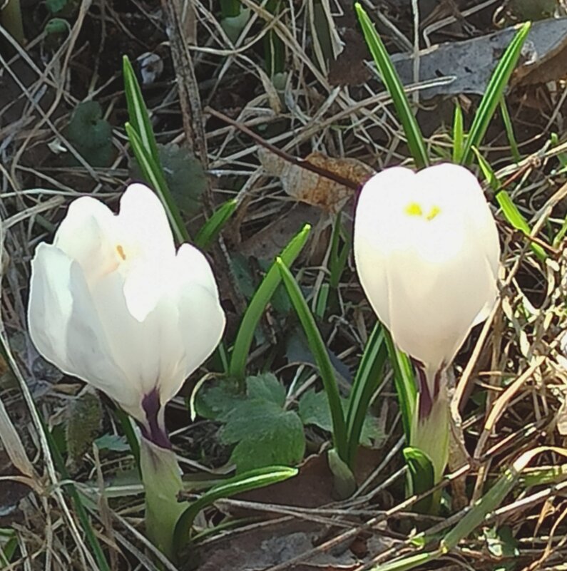 Наконец-то проснулись! - veilins veilins