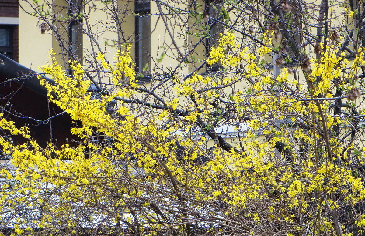 Пасхальное дерево - Александр Чеботарь