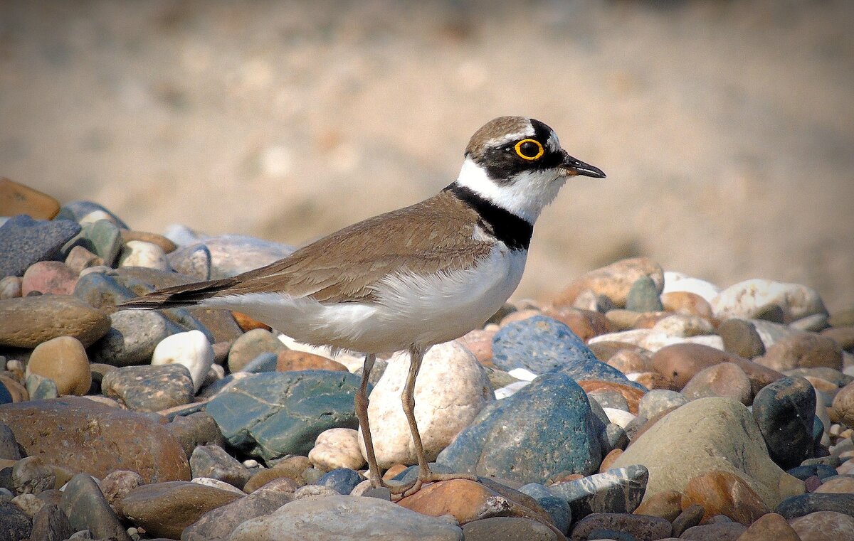 зуек - Aндрей Антонов