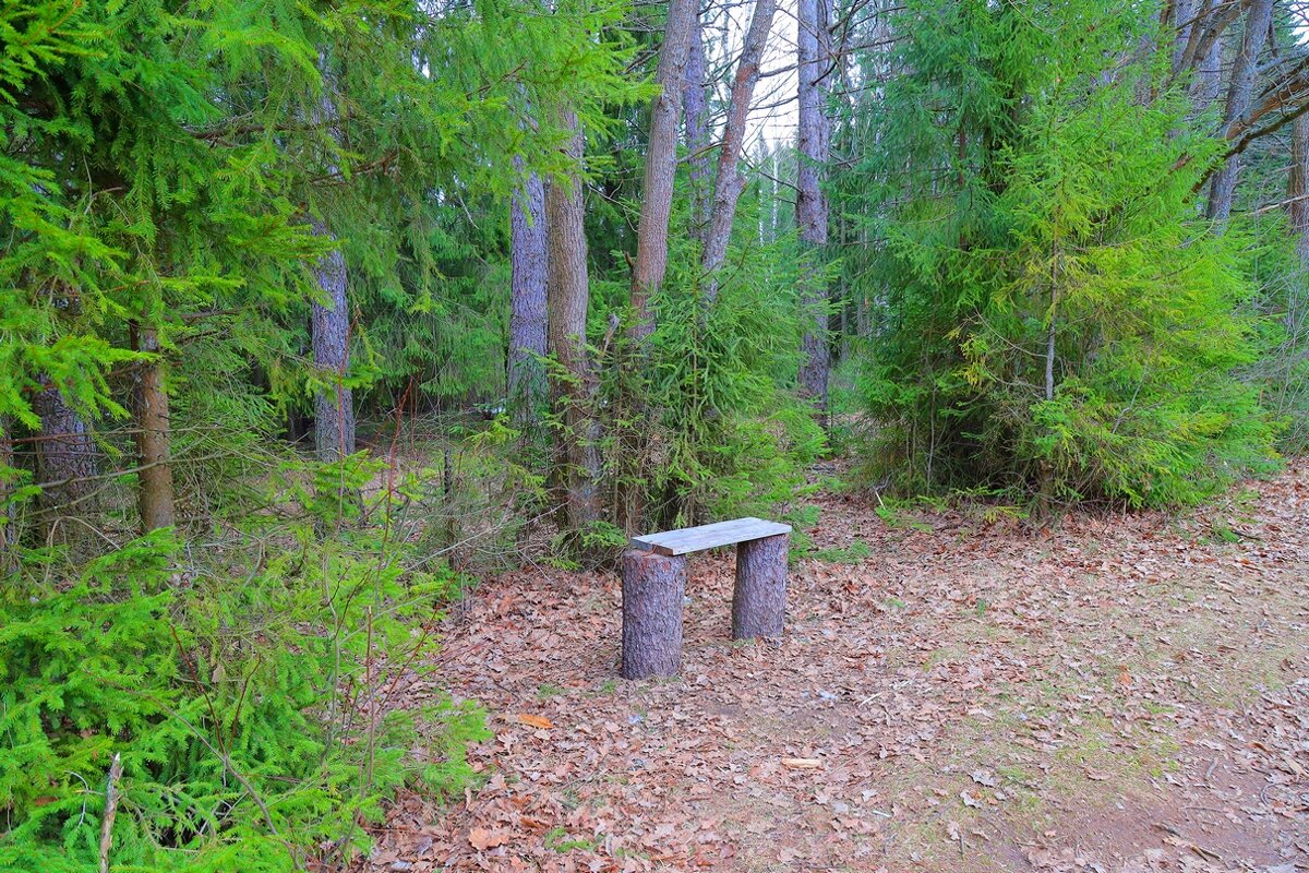 скамейка  в лесу - Владимир иванов