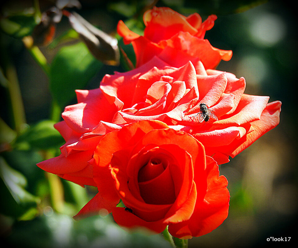 они на радость нам даны - Олег Лукьянов они на радость нам даны - Олег Лукьянов