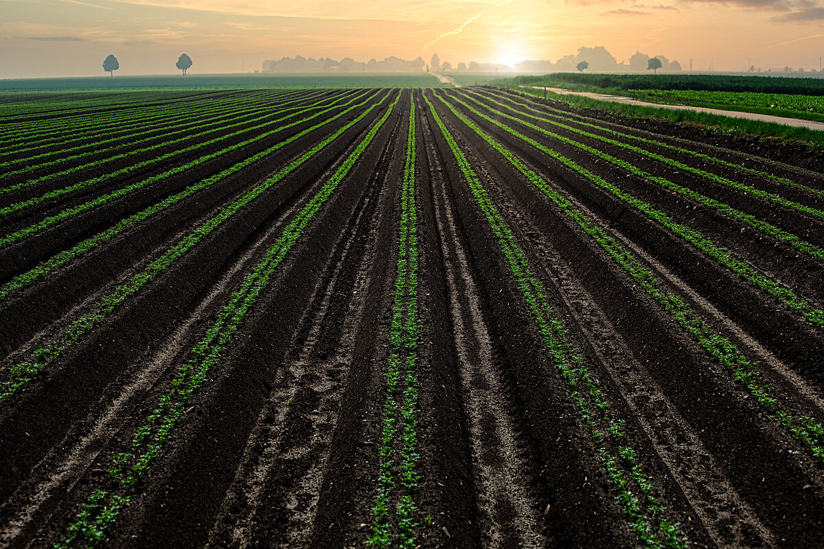 Озарение восхода - Valziwa Озарение восхода - Valziwa