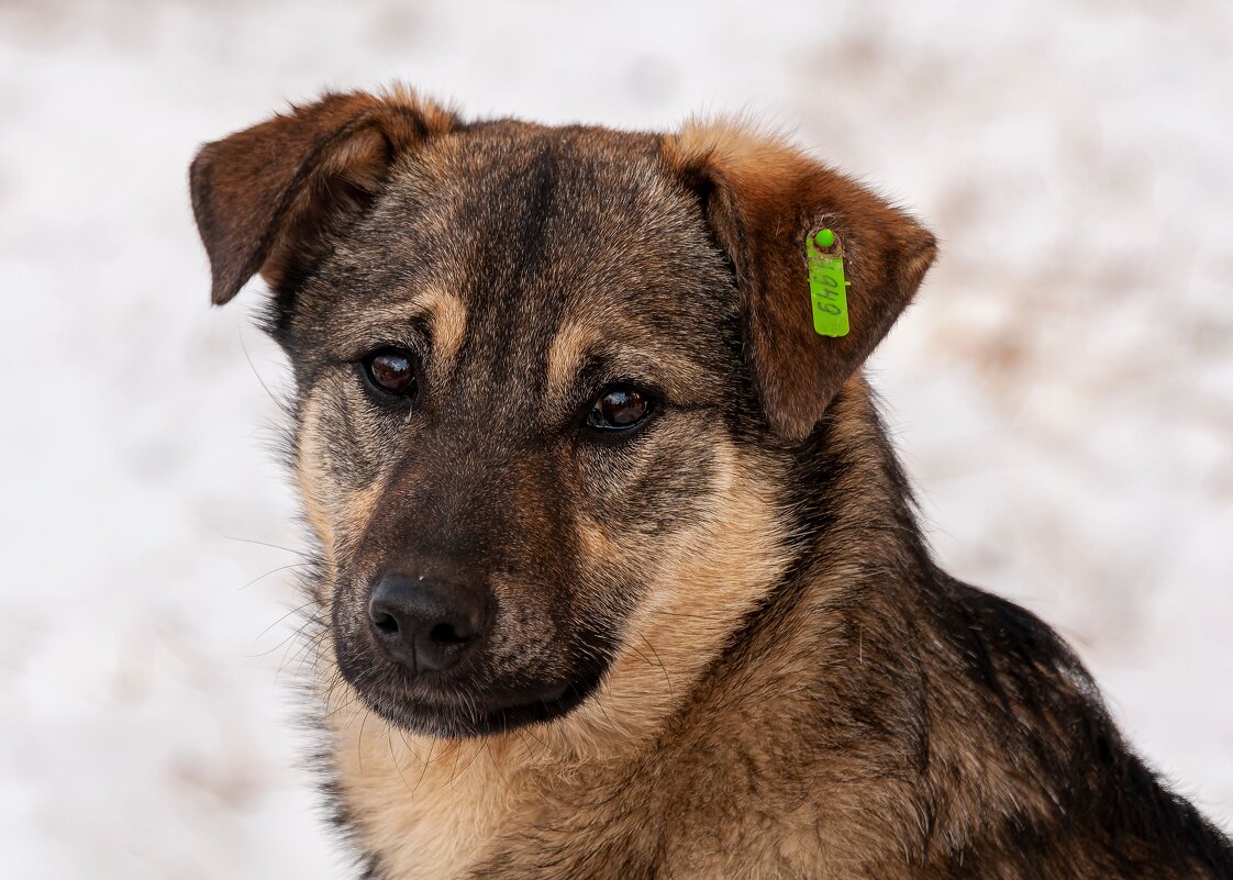 Не важно, какая порода — важно, какое сердце. - Вадим Басов