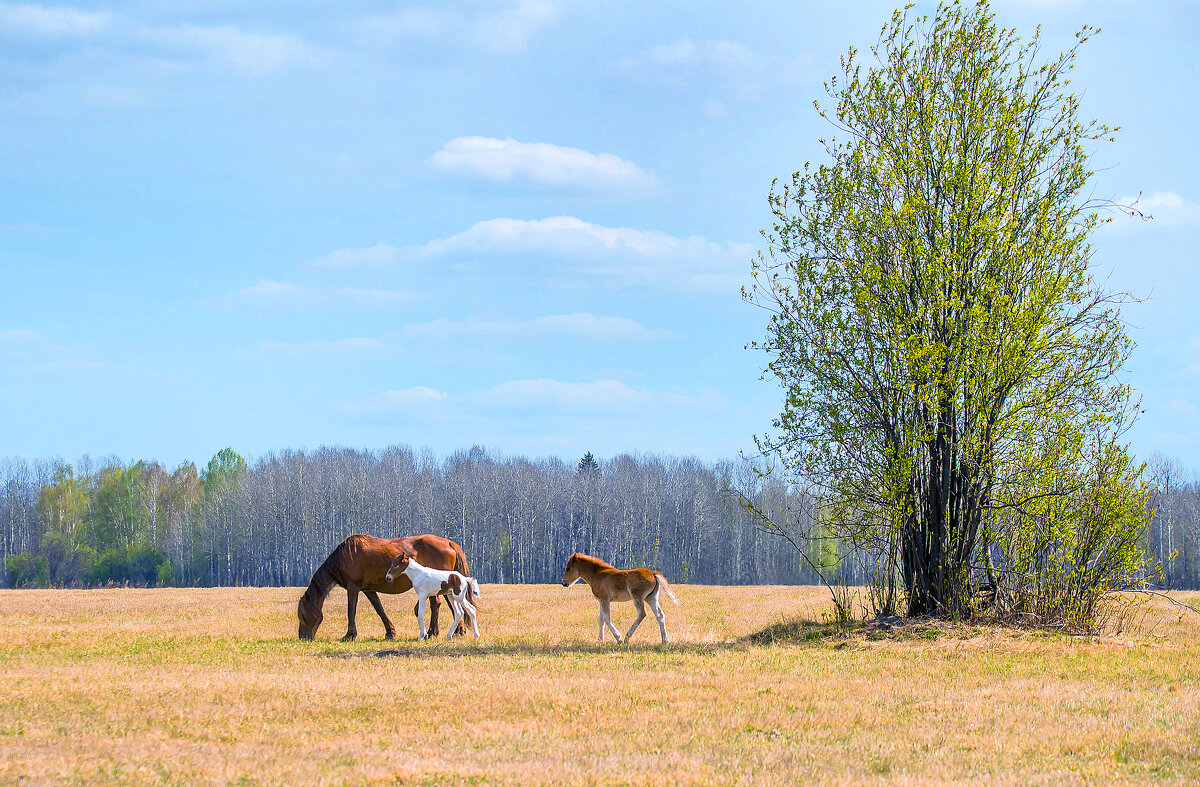 Мамины хвостики - Михаил Белоусов