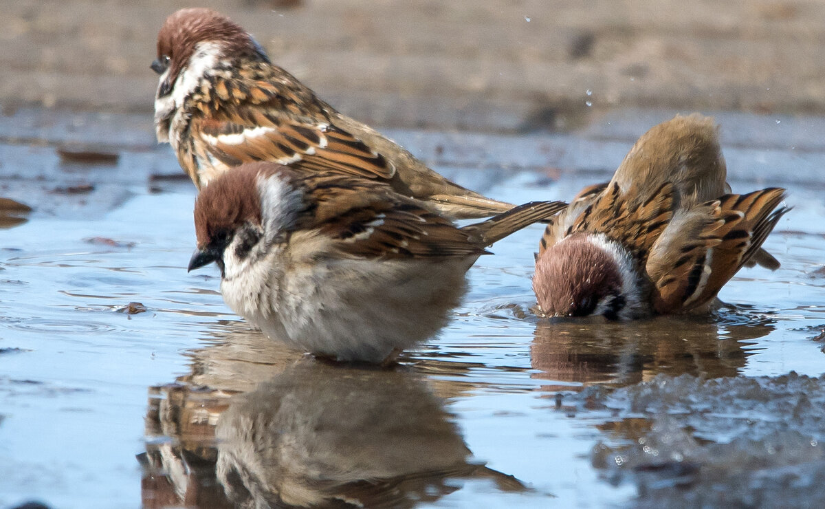Если хочешь быть здоров - закаляйся! - Владимир Безбородов Если хочешь быть здоров - закаляйся! - Владимир Безбородов