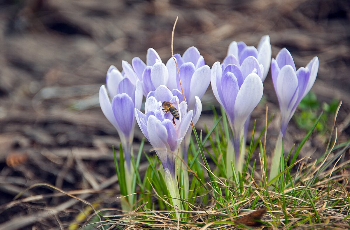 Весенний хлопоты - Валерий Иванович
