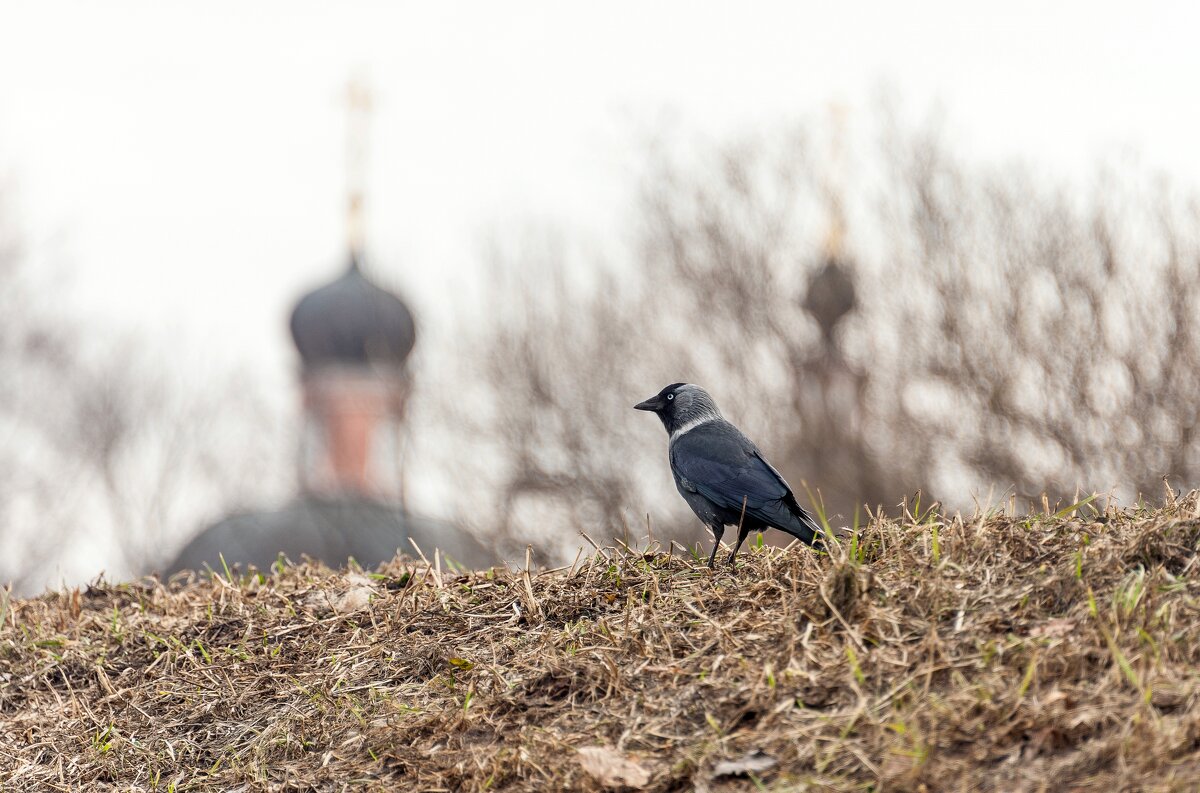 Задумчивая - Валерий Иванович Задумчивая - Валерий Иванович