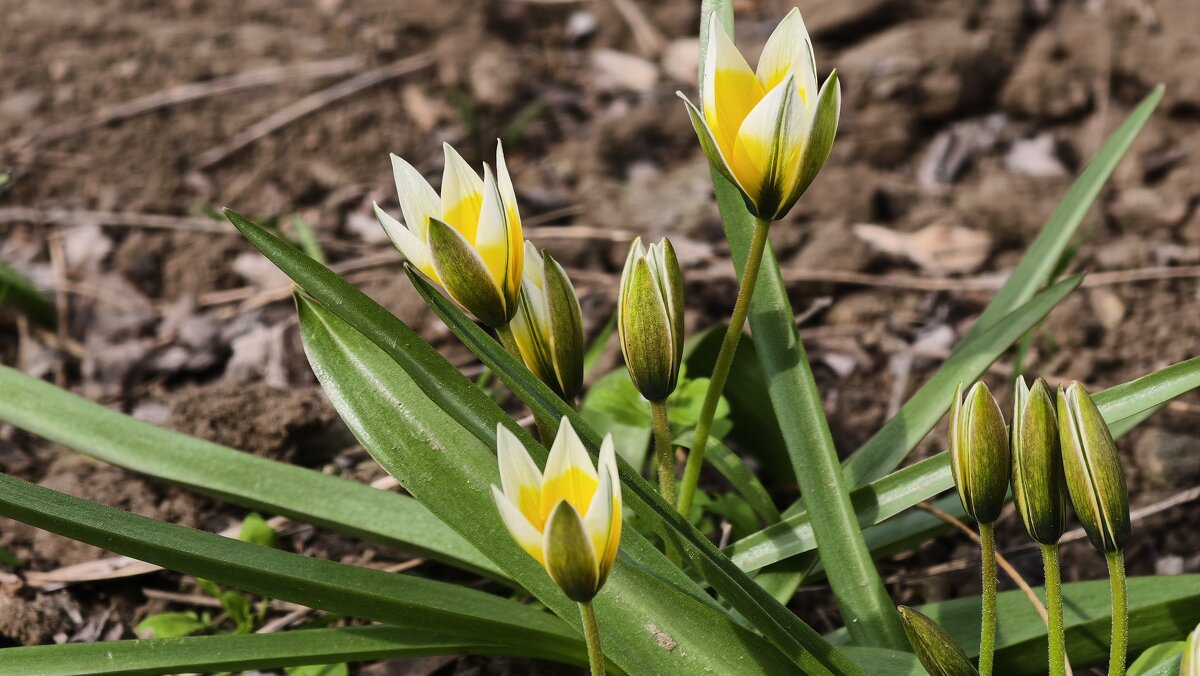 Цветут тюльпаны - Мариша Тим Цветут тюльпаны - Мариша Тим