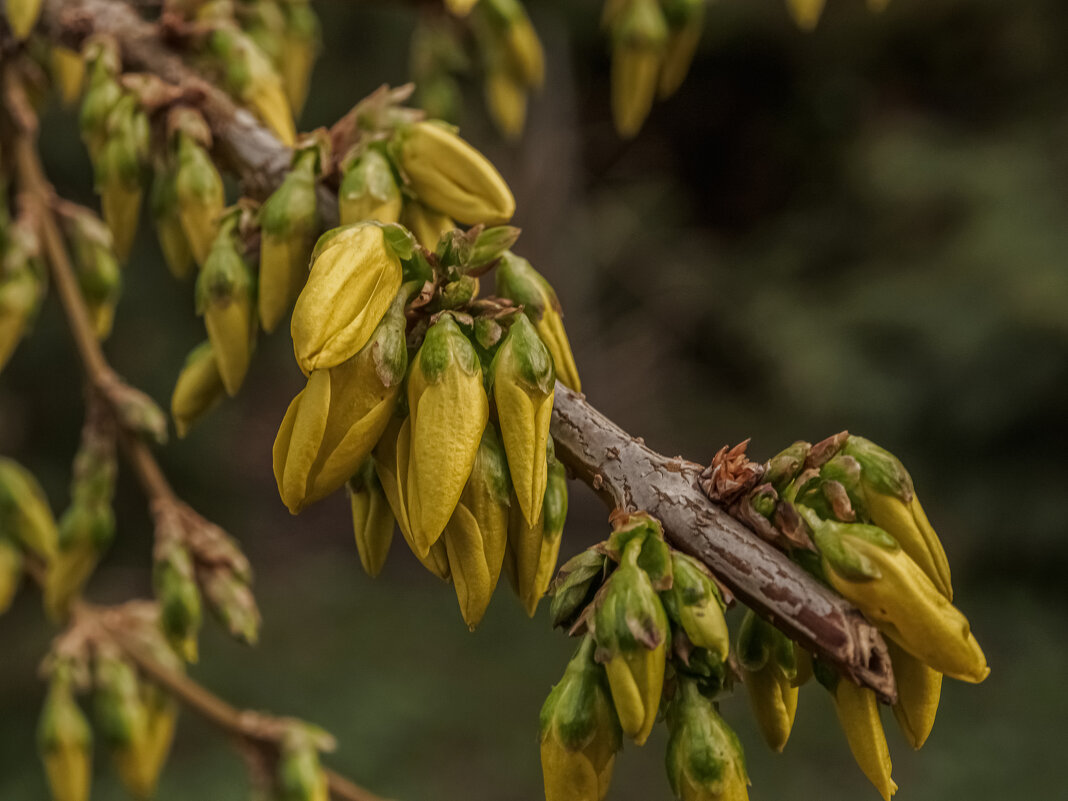 Бананчики. - Николай Бананчики. - Николай