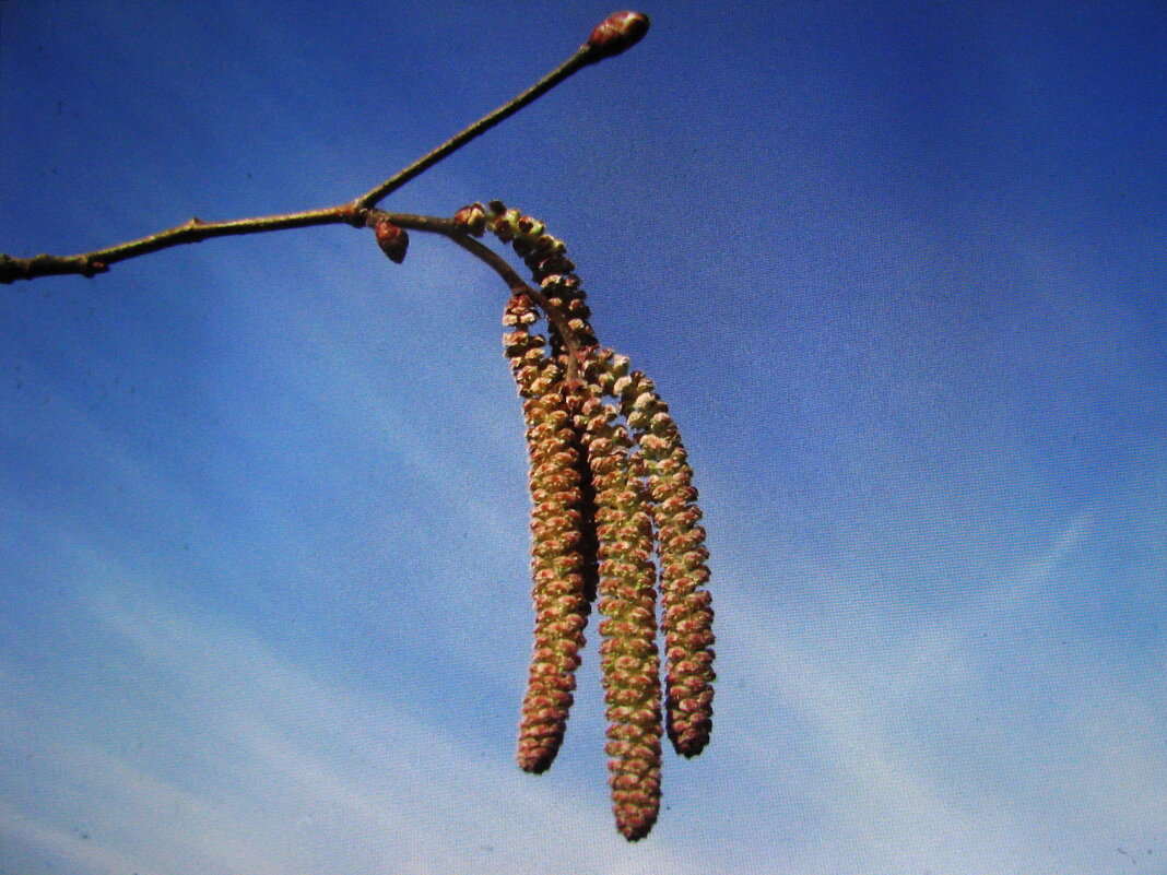 Серёжки орешника - Людмила Смородинская Серёжки орешника - Людмила Смородинская