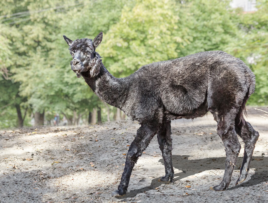 Альпака - SanSan 