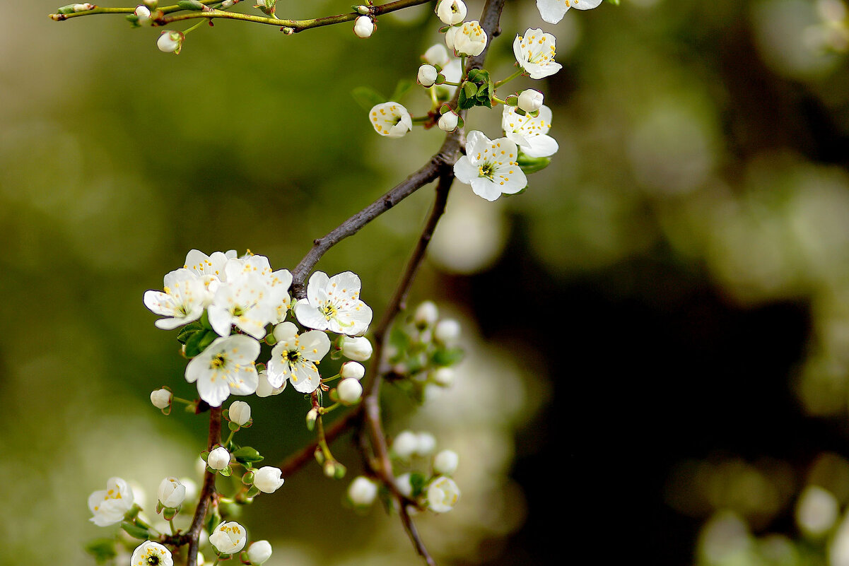 Нам обещают урожай! - Юрий Гайворонскiий