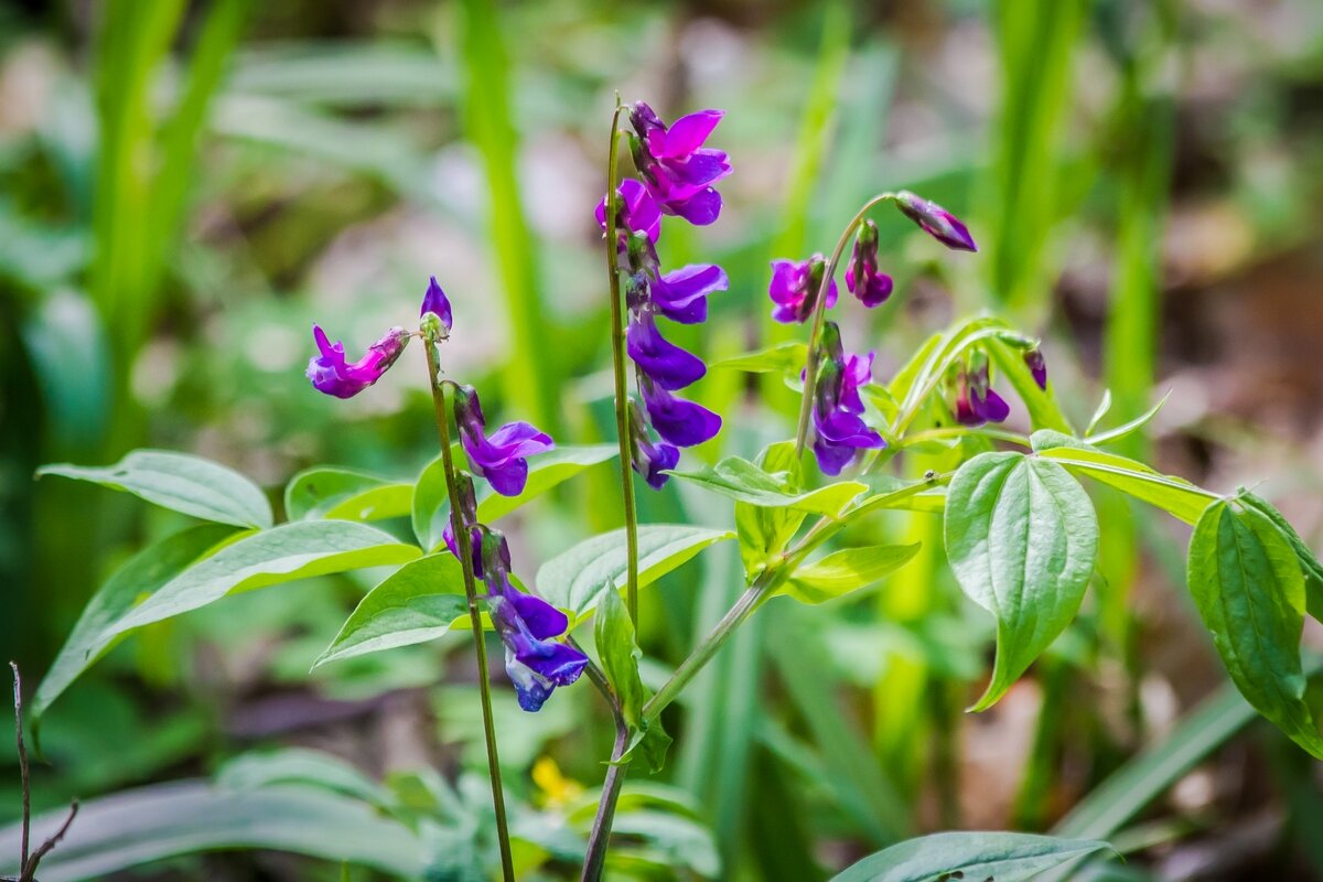 Природы дивное творенье... - Ravile 